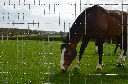 RZST121103_Hi-Tensile Plus TORUS (75) (1).webp